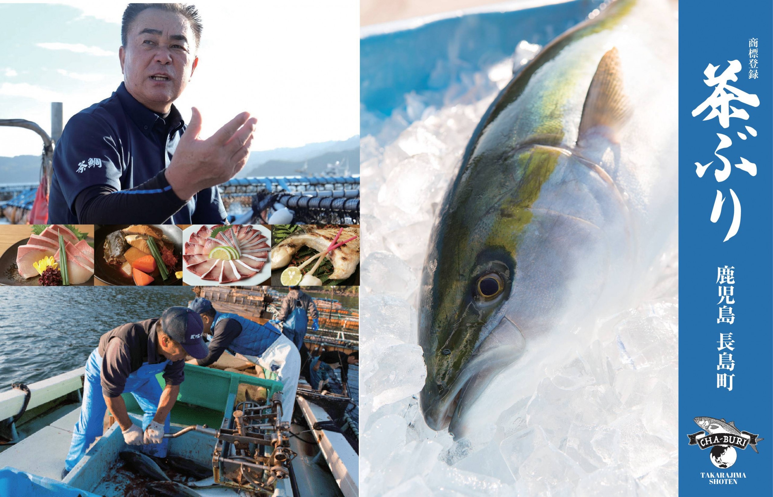 宝島商店 日本一のぶり専門店 鹿児島県長島町で育てた 茶ぶり 餌に緑茶を混ぜ 余分な脂を落とし 臭みが少ない 茶ぶり 全国配送 産地直送でお届けします